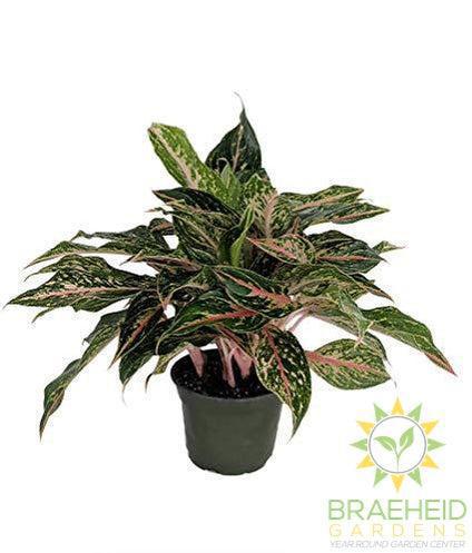 Sparkling Sarah Chinese Evergreen