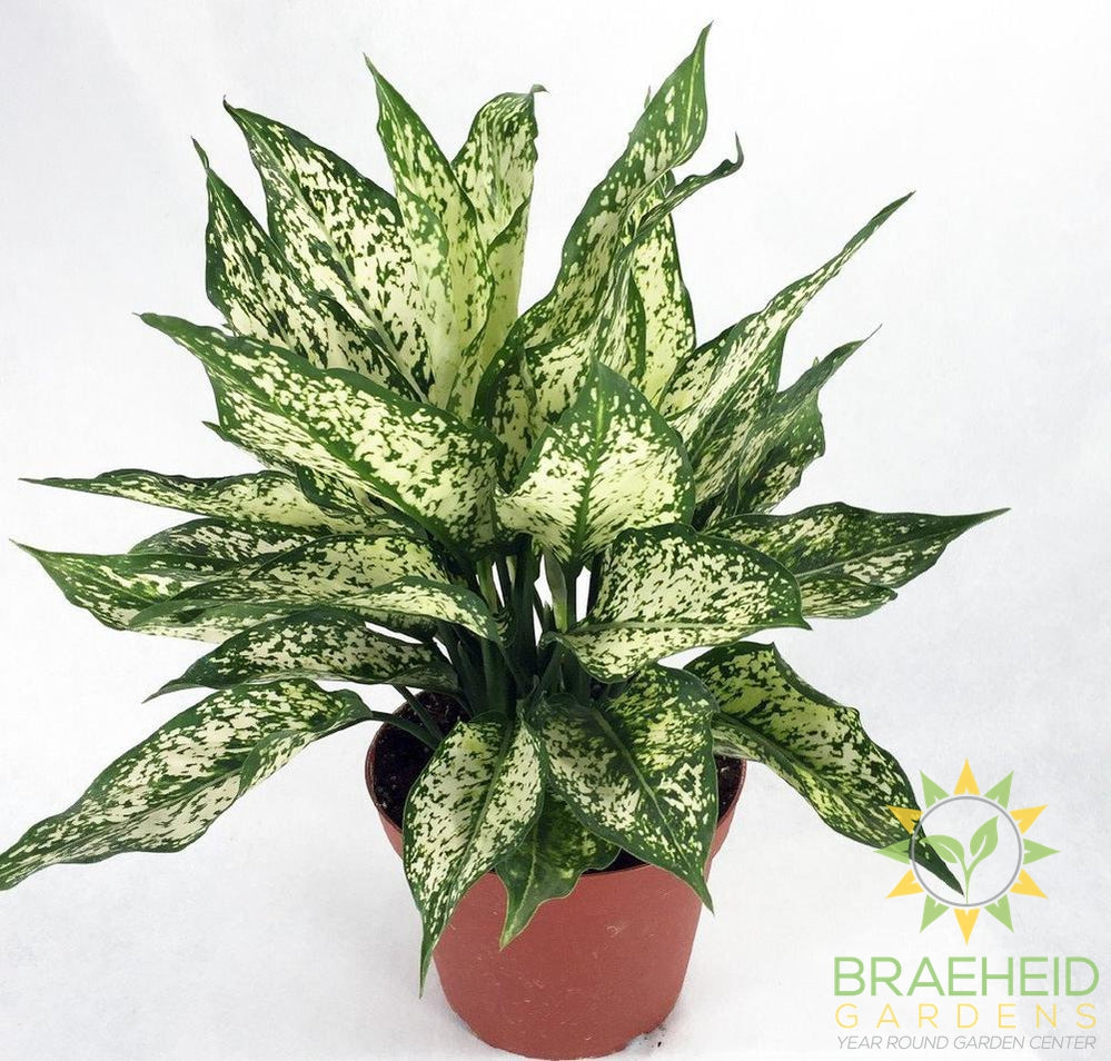 Spring Snow Chinese Evergreen