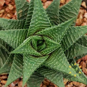 Haworthia Limifolia