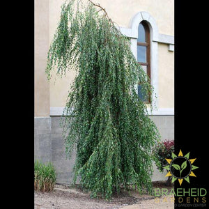 Young's Weeping Birch