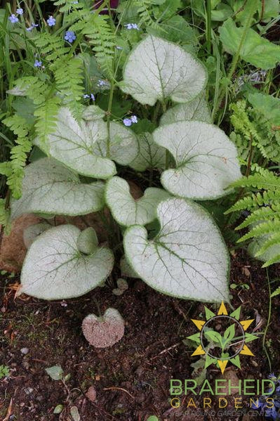 Looking Glass Brunnera