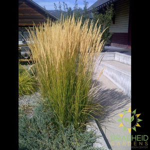 karl Foerster's Feather Reed Grass