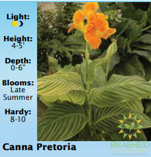 Canna Pretoria