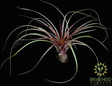 Capittata Maroon Tillandsia
