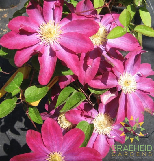Pink Champagne Clematis