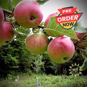 Buy Collet Apple tree in Grande Prairie, AB – Braeheid Gardens Ltd.