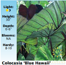 Colocasia Blue Hawaii