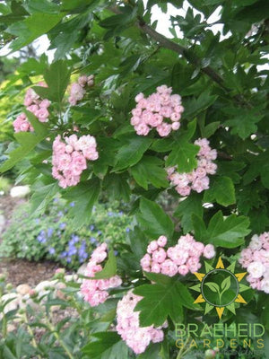 Toba Hawthorn