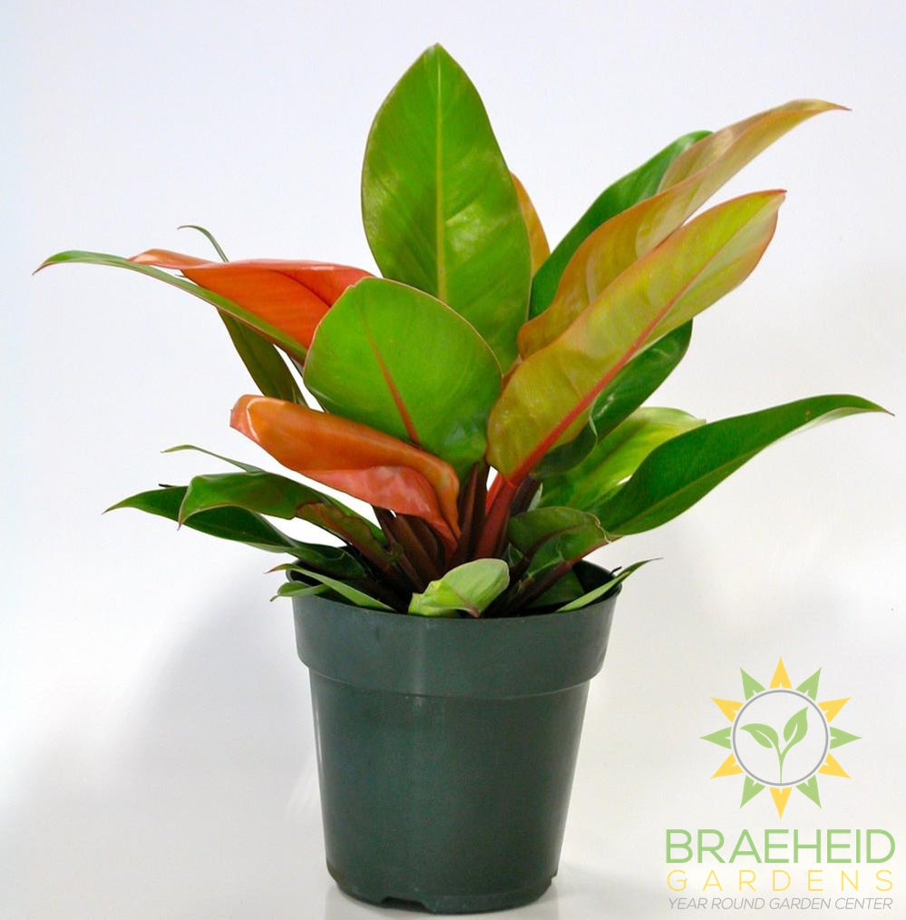 Large Prince of Orange Philodendron - NO SHIP
