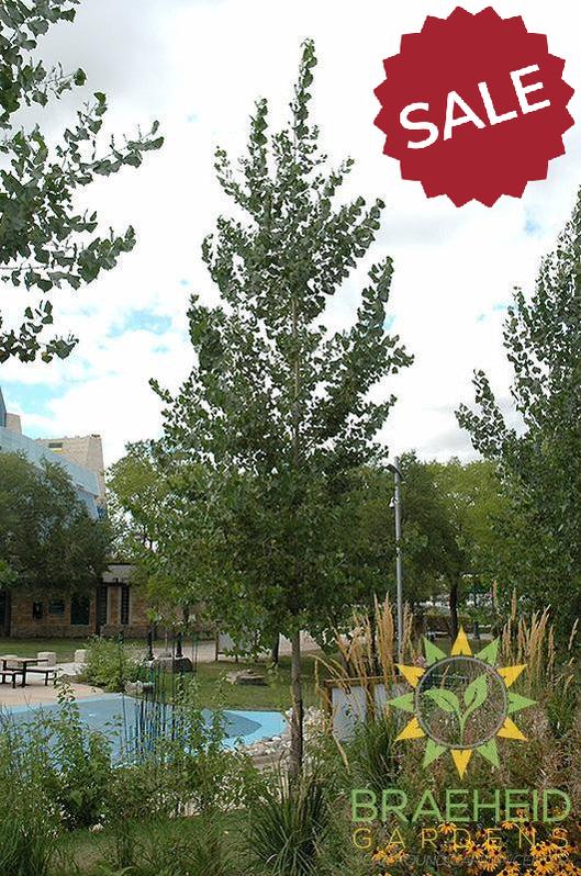 Okanese Poplar- Tree for sale, Grown in Grande Prairie -Braeheid Gardens Ltd. on Emerson Trail