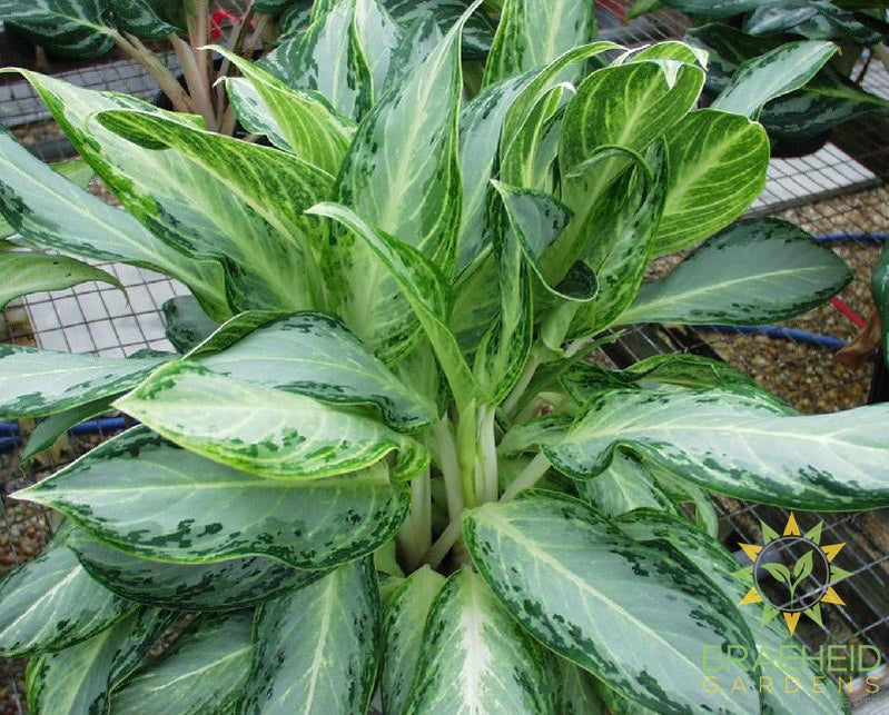 Large Golden Bay Chinese Evergreen - NO SHIP