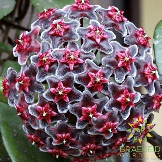 Hoya Pubicalyx Royal Hawaiian Purple Bloom