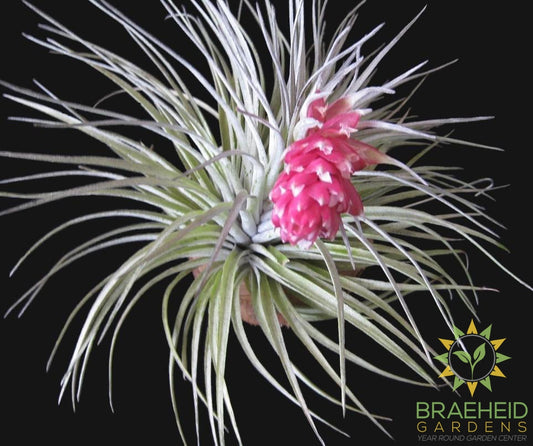 Houston Tillandsia