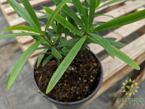 Buddhist Pine Maki