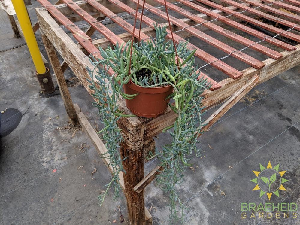 Fish Hook Hanging Basket