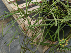 Hoya Retusa plant photo