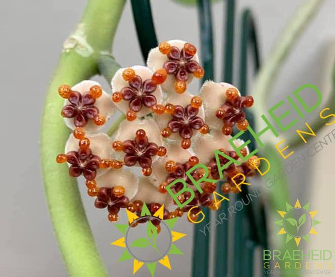 Hoya Kerrii Albomarginata flower