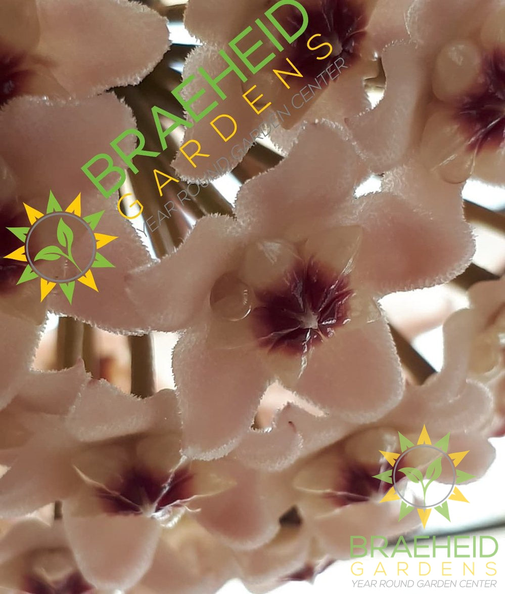 Hoya Krimson Queen Flower | Buy online Photo: @Plant_grl instagram