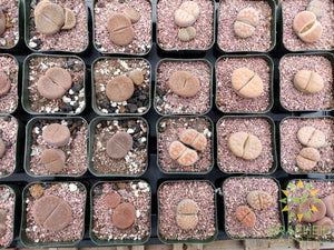 Fresh Tray of Lithops for shipping across Canada