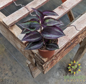Red Wandering Jew