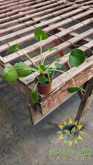 Pilea peperomioides