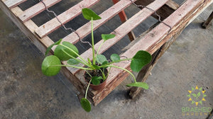 Pilea peperomioides