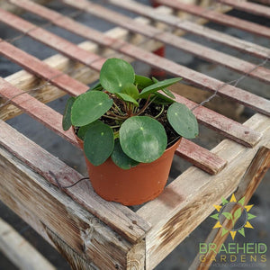 Pilea peperomioides