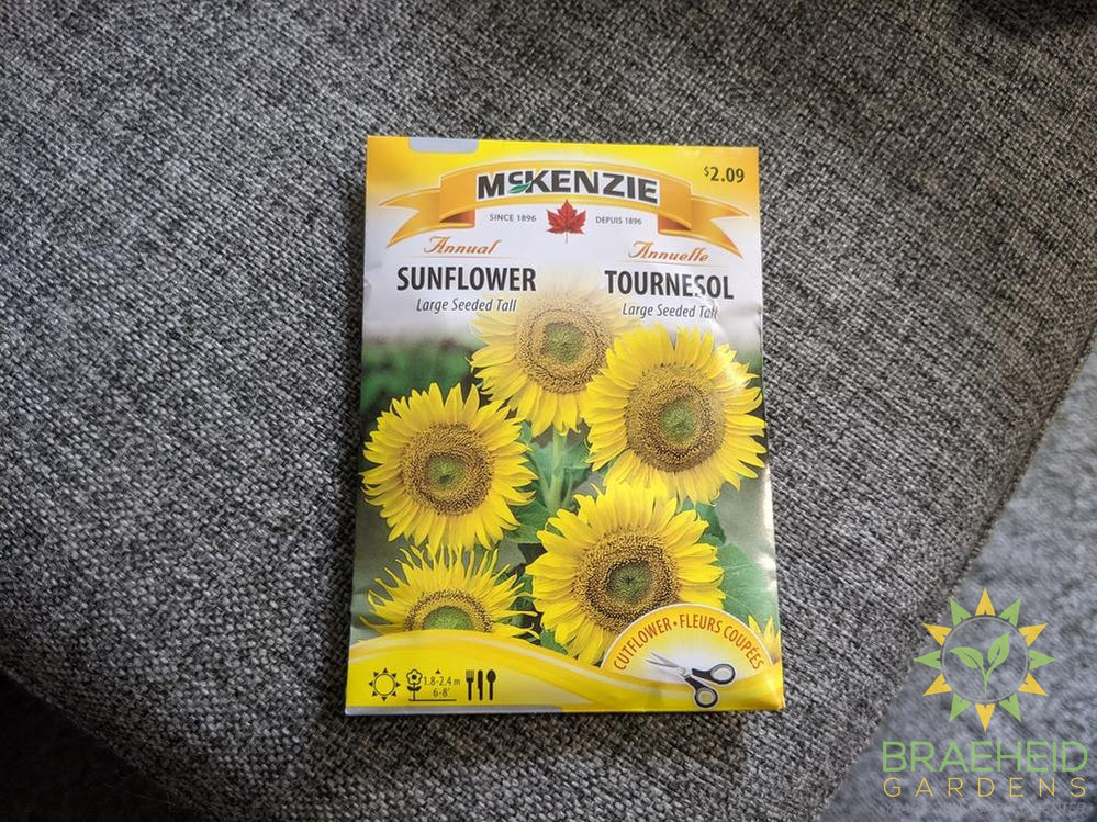 Large Seeded Tall Sunflower McKenzie Seed