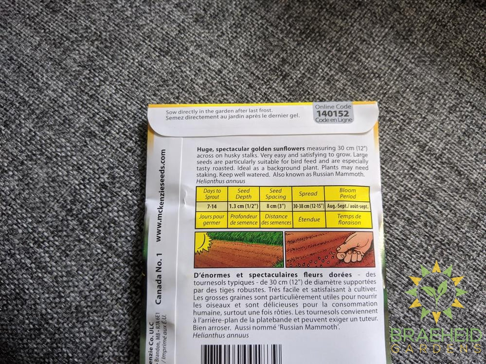 Large Seeded Tall Sunflower McKenzie Seed