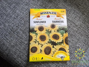 Lemon Queen Sunflower McKenzie Seed