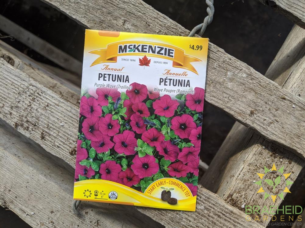 Petunia Purple Wave McKenzie Seed
