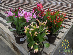 Easter Cactus