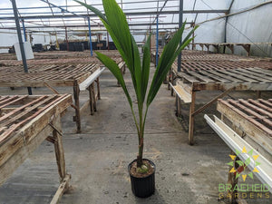 Large Coconut Palm - NO SHIP -