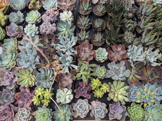 Succulent Mystery Bag