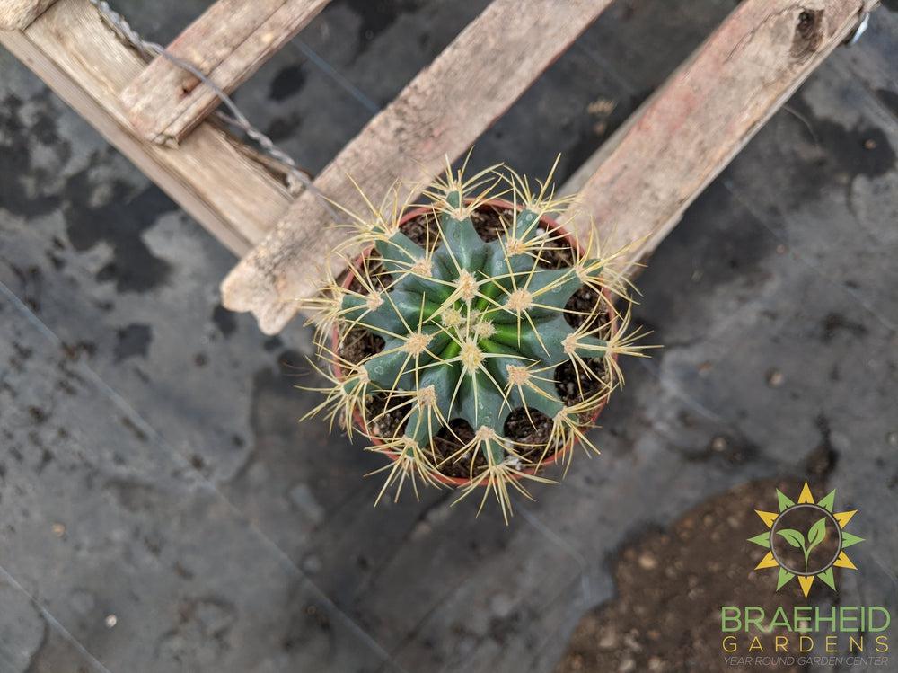 Cactus - Ferocactus Glaucescens