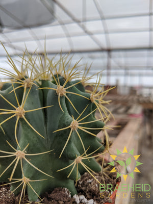 Cactus - Ferocactus Glaucescens