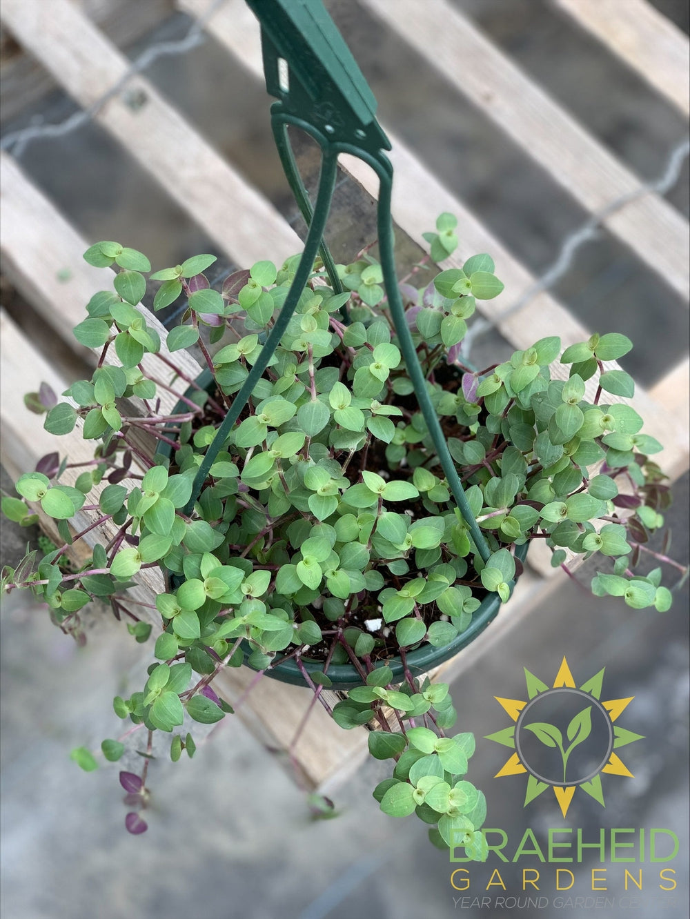 Turtle Vine - Callisia Hanging Basket
