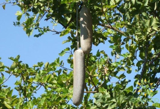 Sausage Tree