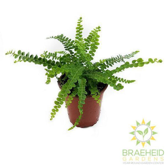 Lemon Button Fern