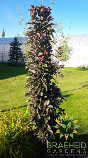 Purple Spire® Columnar Crabapple