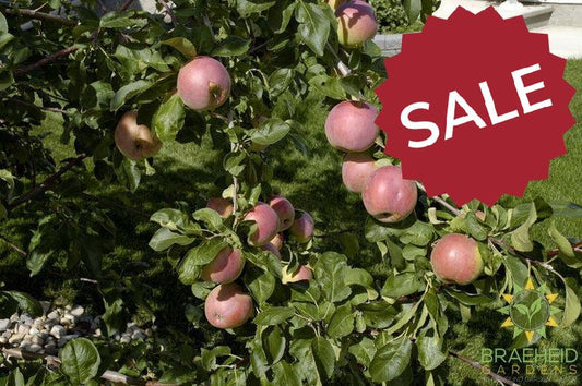 September Ruby Apple- Tree for sale, Grown in Grande Prairie -Braeheid Gardens Ltd. on Emerson Trail