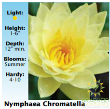 Nymphaea Chromatella