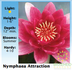 Nymphaea Red Attraction