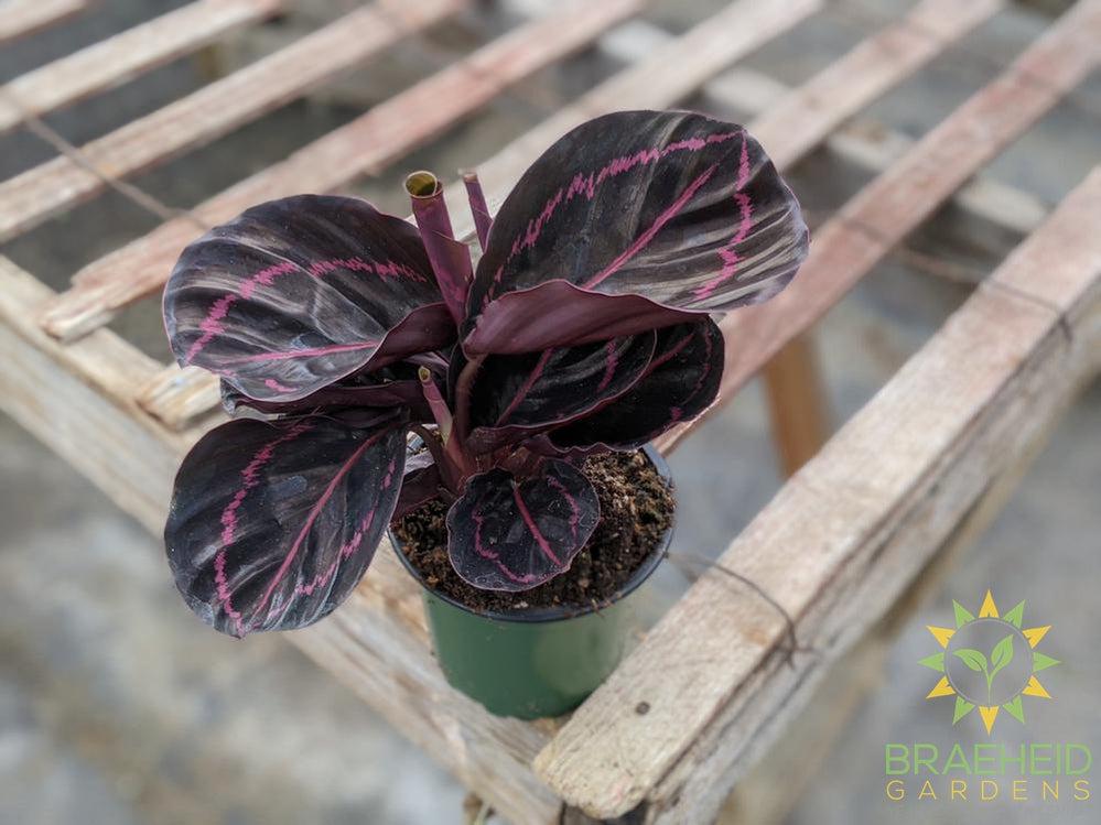 Calathea Roseopicta 'Dottie'