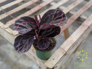 Calathea Roseopicta 'Dottie'