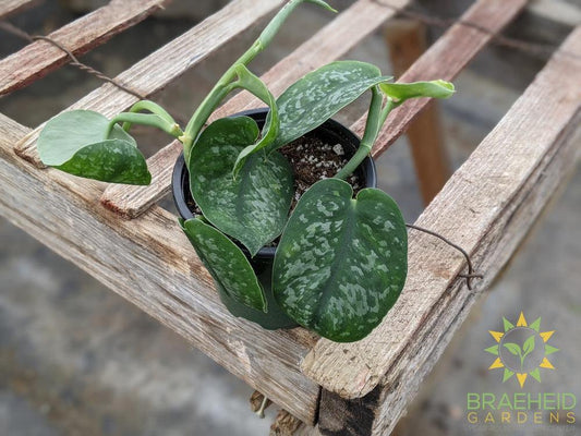 Silver Splash Scindapsus