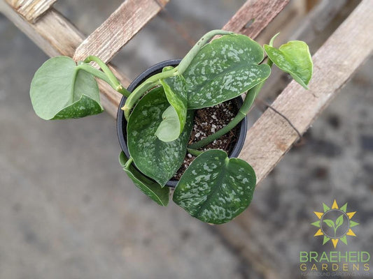 Silver Splash Scindapsus