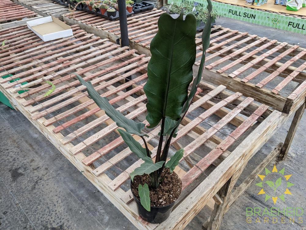 Alocasia Purple Sword