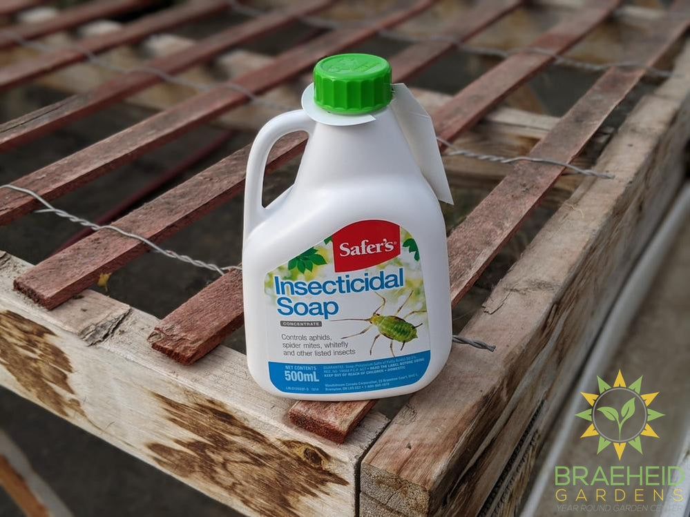 Safers Insecticidal Soap Concentrate Braeheid Gardens Ltd