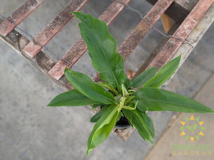 Jungle Boogie Philodendron